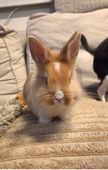 Zakrslý králík lvíček x masný - 3