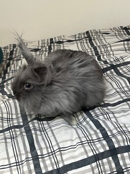 Samička králíka + klec - 3