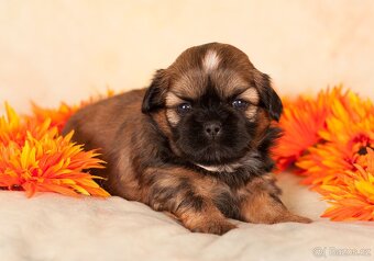 Shih-Tzu štěňatka (shi tzu, si-tzu, shitzu, si-cu) - 3