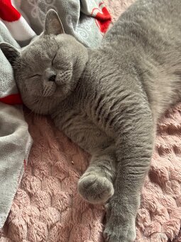 Bobo - 3