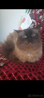 Ragdoll ke kryti - 3
