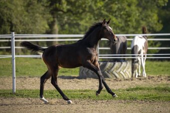El Star – roční klisnička po El Barone 111 Z - 3