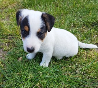 Jack Russell štěňátka - 3