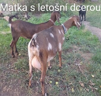 Koza v laktaci - 3