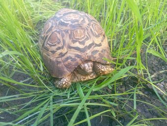 Želva Pardálí - 3