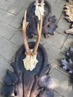 Lovecké trofeje srnčí paroží - 3