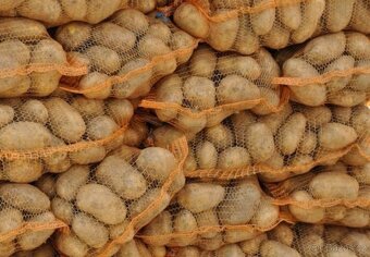 BRAMBORY na USKLADNĚNÍ 8kč/kg - 3