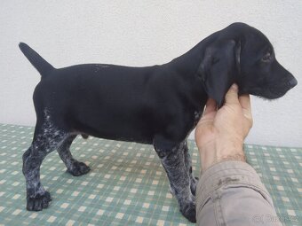 Německý drátosrstý ohar štěňata - 3