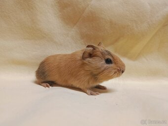 Miminko morče ♂️ - 3