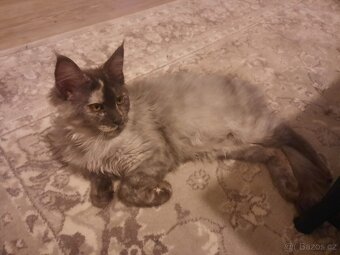 Mainská mývalí kočka, koťata s PP - 3