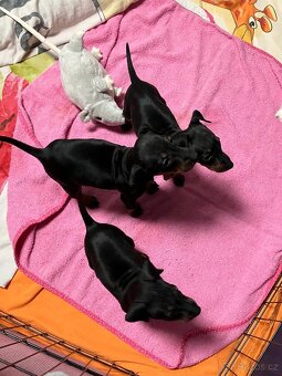 Manchester teriér s PP (FCI) - 3