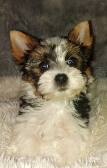 Biewer yorkshire terrier - 3