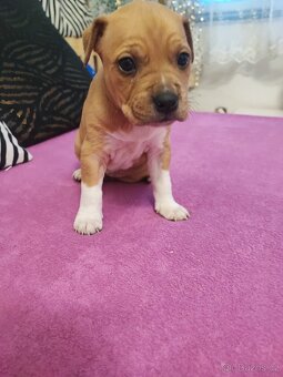 Americký Stafordšírský Teriér - 3