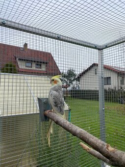 Korela chocholatá - 3