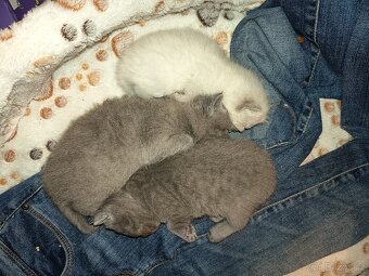 modré britské kotě - 3