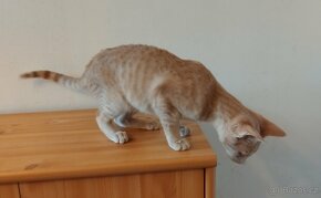 Kotě kocourek - 3