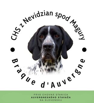 Auvergneský ohař - 3