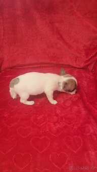 ČIVAVA KRATKOSRSTA MINI holčička - 3
