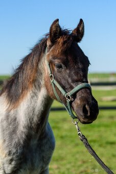 QH Hřebeček Blue Roan - 3