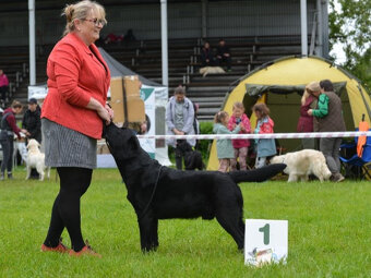 Labradorský retriever - 3