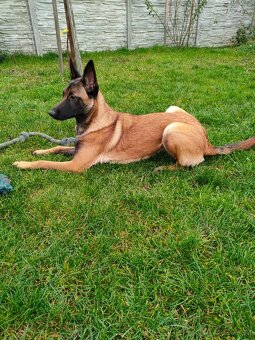 Daruji fenu Belgického ovčáka Malinois - 3