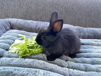 Sameček králiček 🍃🐇 - 3