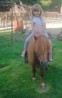 Shetland pony, do samoty - 3