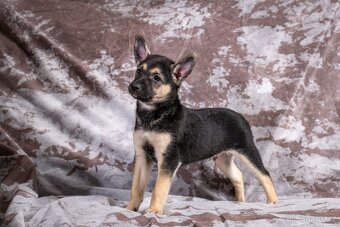 Peruánský naháč - 3