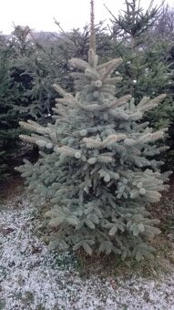 Vánoční stromky, stromečky, špičky a větve na výzdobu - 3