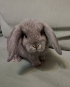 Zakrslý beránek králíček - 3