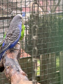 Prodam Chov exotu - 3