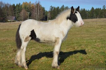 Hřebeček irský cob - 3