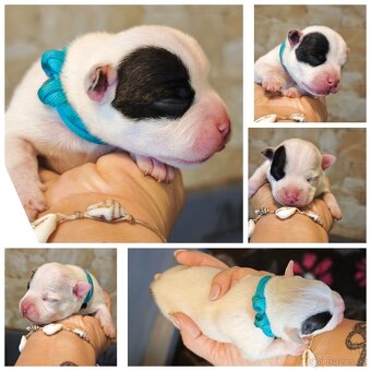 Stafordšírský bulteriér s PP - 3