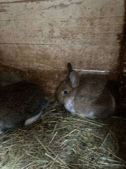 Samice s kralicaty - 3