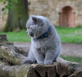 Britská modrá koťátka s PP - 3