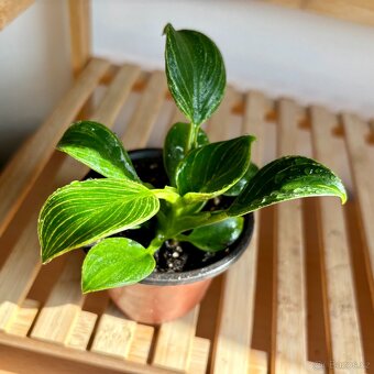Philodendron birkin - 3