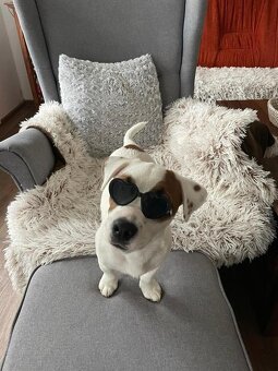 Jack Russell Terrier - krytí - 3