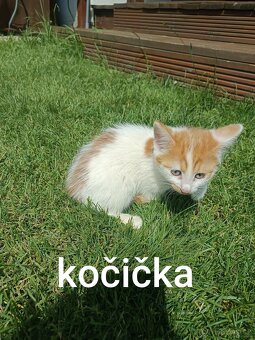 Koťata zdarma - 3