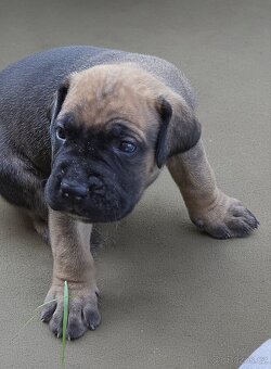 cane corso - 3