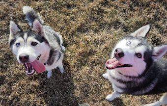 Štěnátka SIBIŘSÁ HUSKY - 3
