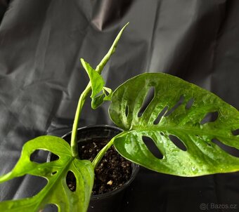 SLEVA⤵️ Monstera Monkey Mask Adansonii - 3