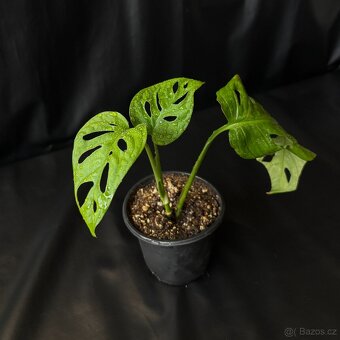 SLEVA⤵️ Monstera Monkey Mask Adansonii - 3