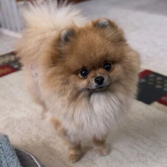 Pomeranian mini - 3