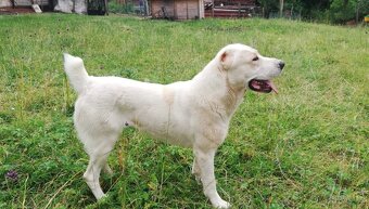 Středoasijský pastevecký pes s PP - 3