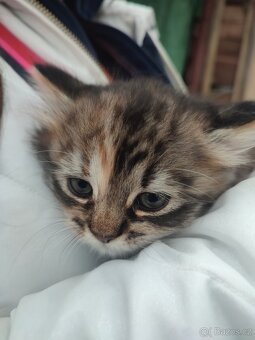 Prodám dlouhosrstou kočku - 3