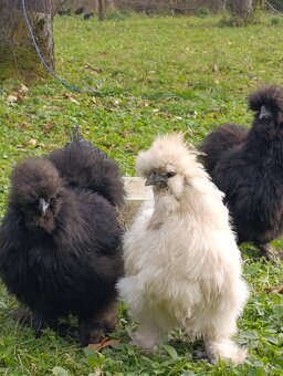 Hedvábnička kohoutci - 3