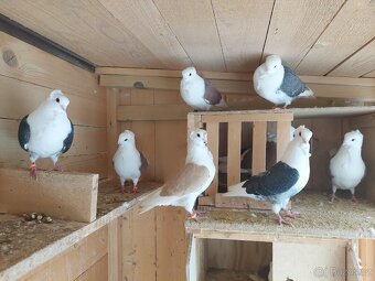 Holuby - staroněmecký racek - 3