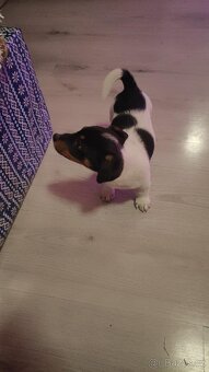 Jack Russell - 3