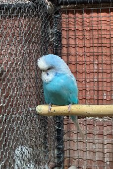 Výstavní andulky krotké - 3