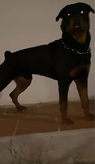 Hledáme štěňata rotvajlera zahraničního - 3